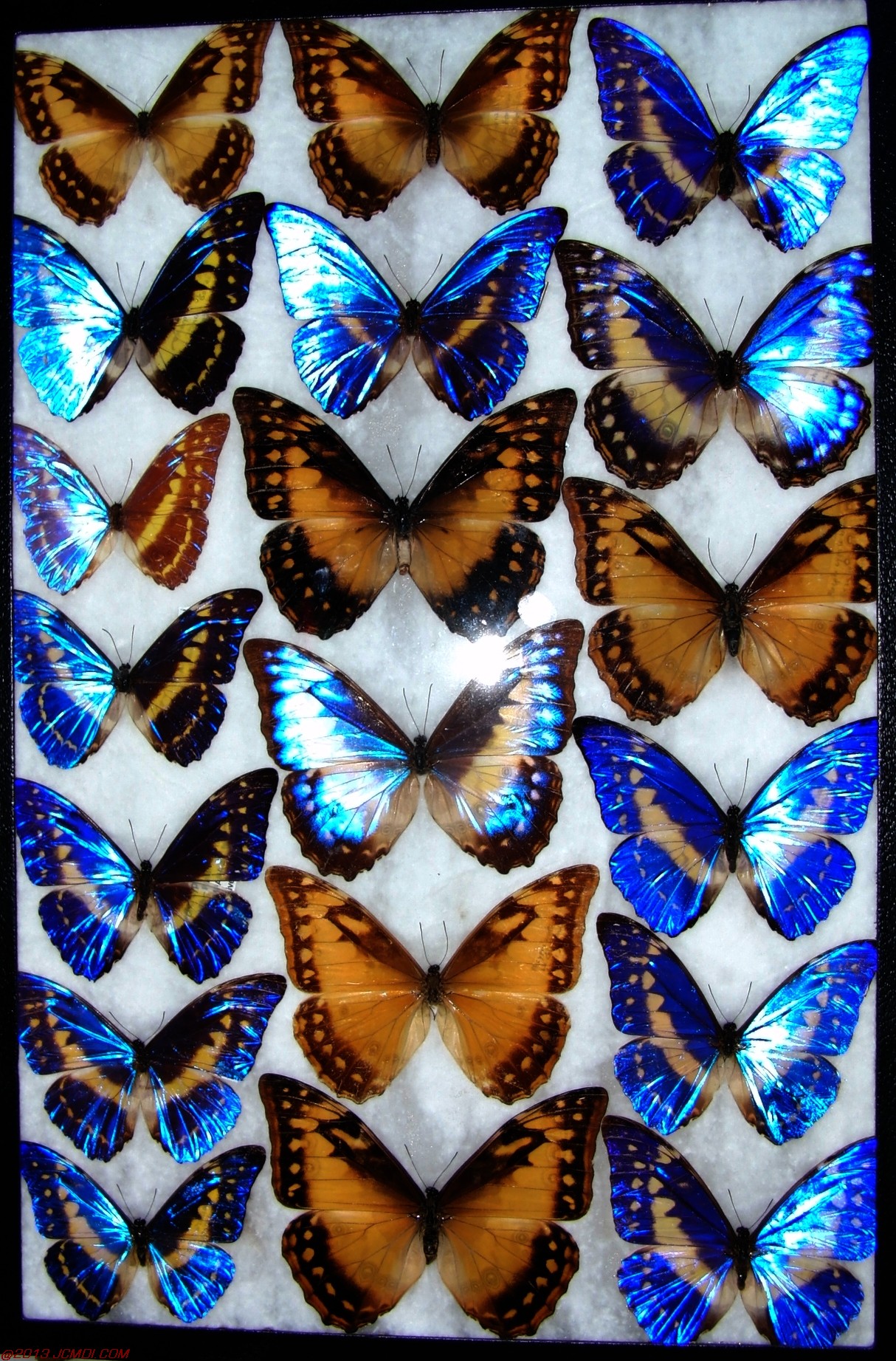 Morpho cypris case